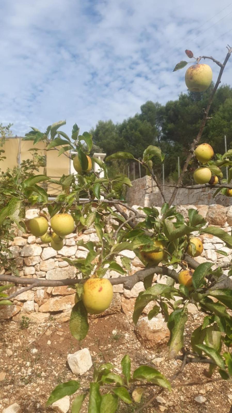 파사노 Trulli Vittoria 빌라 외부 사진
