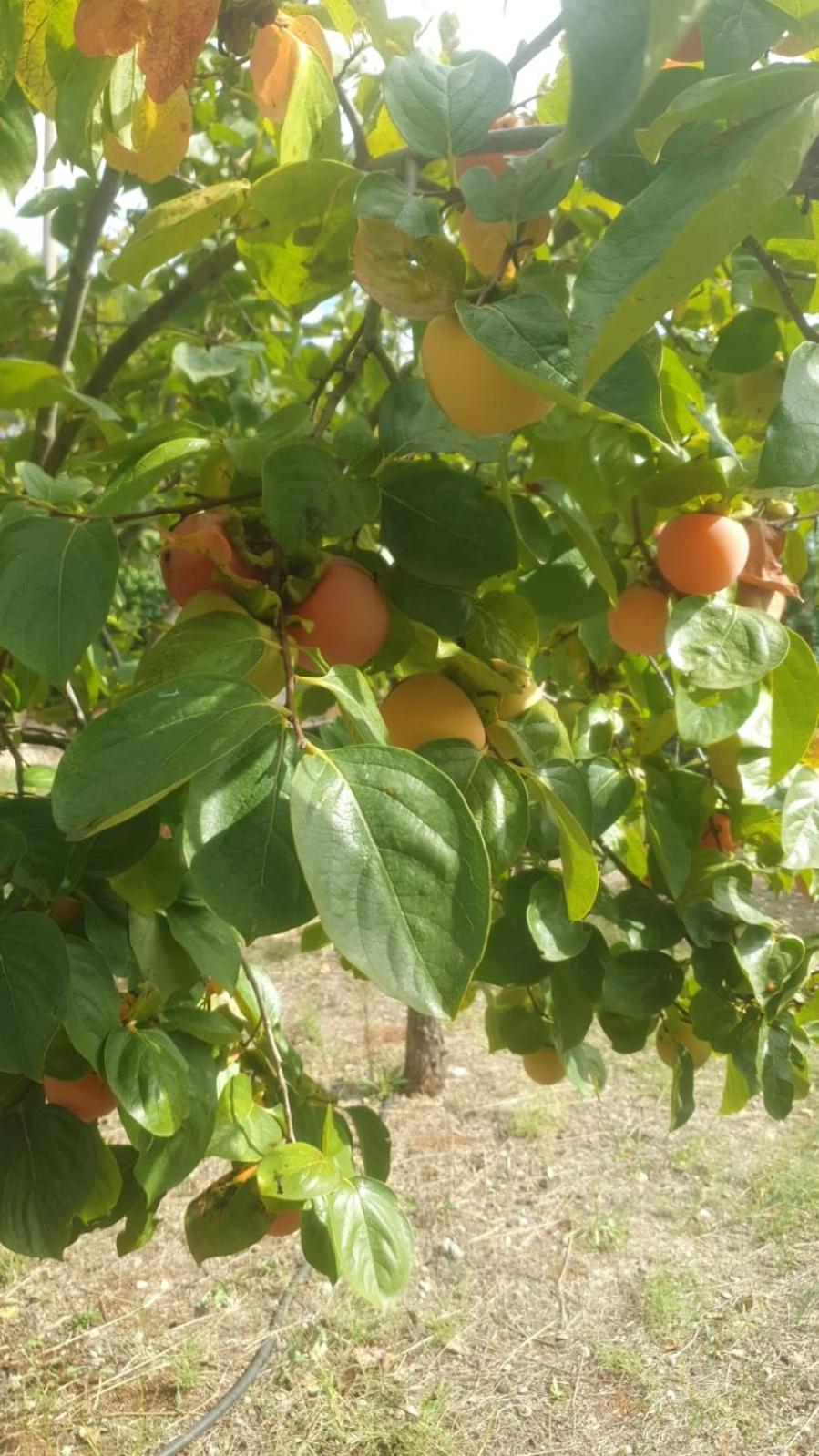 파사노 Trulli Vittoria 빌라 외부 사진